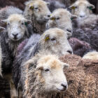 In From the Fells Square Photographic Print