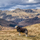 King of the Fell (Square Photographic Print)