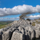 Windswept Tree at Hampsfell (Square Photographic Print)