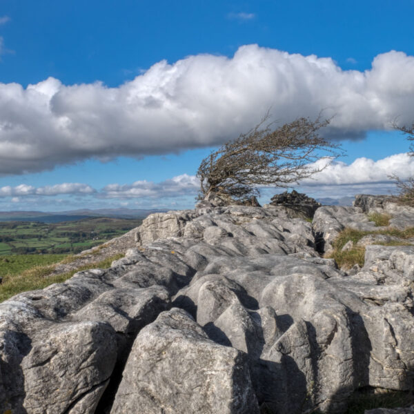 Windswept Tree at Hampsfell (Square Photographic Print)