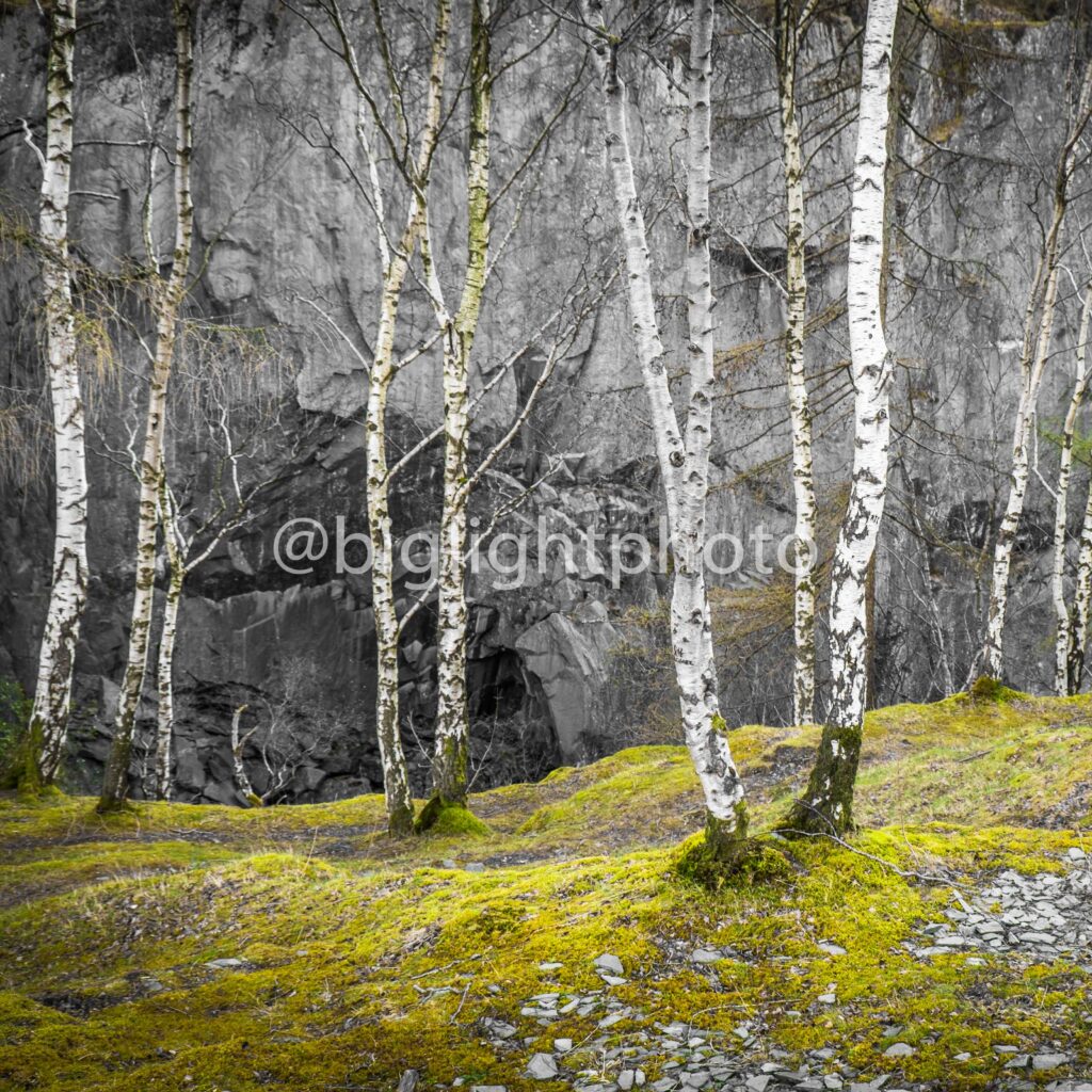 Customer comment: Silver Birch at Hodge Close Photographic Print