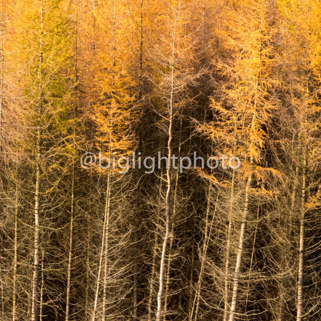 PHOTOGRAPHY IN AUTUMN