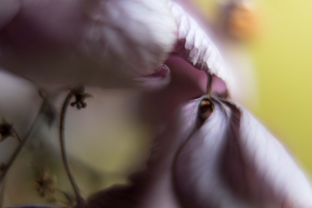blog post image. close up photograph of a dried hydrangea flower